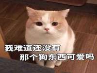 温州市格悦网络科技有限公司