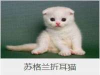 温州市格悦网络科技有限公司