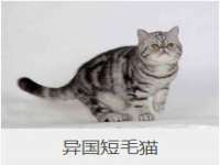 温州市格悦网络科技有限公司