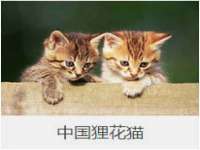 温州市格悦网络科技有限公司