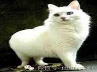 温州市格悦网络科技有限公司